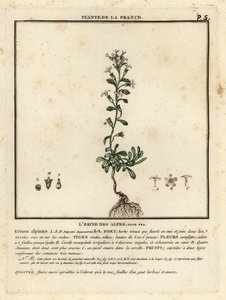 Tündérvirág, Erinus alpinus. alkotó: Unbekannter Künstler