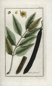 Hamis sene, hamis szentjánoskenyérfa, aranyeső vagy canefier (Cassia fistula). Litográfia Johannes Zorn (1739-1799) "Afbeelding der Artseny-Gewassen" című művéből, Hollandia. alkotó: Unbekannter Künstler