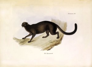 Felis Yagouarondi Jaguarondi vagy eyra vagy vidra macska, amerikai macskaféle, amelyet Charles Darwin írt le a Beagle fedélzetén tett expedíciója során. Tábla a "The zoology of the voyage of the H.M.S. Beagle. described by John Gould, with notice of their  alkotó: Unbekannter Künstler