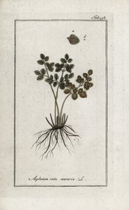 Páfrány doradilla a falak vagy asplenia utca a falak (Asplenium ruta muraria). Litográfia Johannes Zorn (1739-1799) "Afbeelding der Artseny-Gewassen" című művéből, Hollandia. alkotó: Unbekannter Künstler
