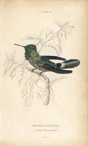 Ünnepi kokárda, Lophornis chalybeus (Audenet-kolibri, Trochilus audenetii). William Lizars kézzel színezett acélmetszete Sir William Jardine természettudós könyvtárából: Ornithology: Hummingbirds, Edinburgh, W.H. Lizars alkotó: Unbekannter Künstler