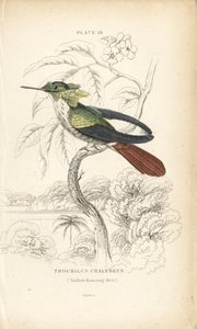 Ünnepi kokárda, Lophornis chalybeus (Vieillot-kolibri, Trochilus chalybeus). William Lizars kézzel színezett acélmetszete Sir William Jardine természettudós könyvtárából: Ornithology: Hummingbirds, Edinburgh, W.H. Lizars alkotó: Unbekannter Künstler