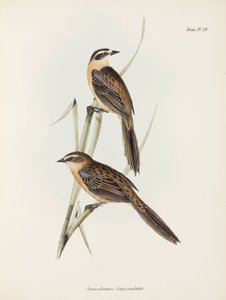 Finches, c 1832-1836 alkotó: Unbekannter Künstler
