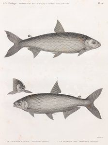 Hal: Le Characin alkotó: Unbekannt