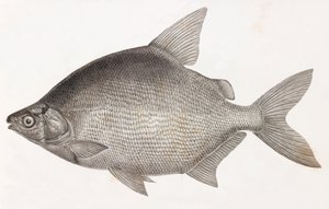 Hal: Le Serrasalme Citharine alkotó: Unbekannt