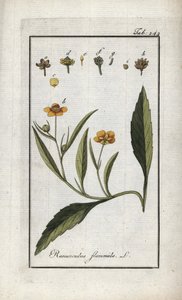 Lángboglárka vagy kis árok vagy kis lángos (Ranunculus flammula). Litográfia Johannes Zorn (1739-1799) "Afbeelding der Artseny-Gewassen" című művéből, Hollandia. alkotó: Unbekannter Künstler