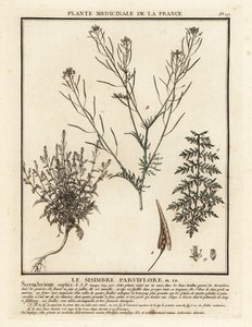 Flixweed, Descurainia sophia. alkotó: Unbekannter Künstler