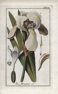 Firenzei írisz vagy firenzei írisz (Iris florentina). Litográfia Johannes Zorn (1739-1799) "Afbeelding der Artseny-Gewassen" című művéből, Hollandia. alkotó: Unbekannter Künstler