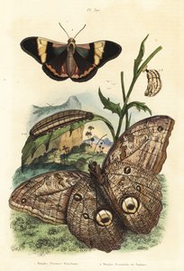 Erdei óriásbagolylepke, Caligo eurilochus 1 és Brassolis sophorae pillangó, báb és hernyó 2 alkotó: Unbekannt