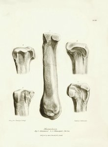 Az eltűnt őskori állat, a Macrauchenia fosszilis csontjai (metatarse és metacarp), amelyeket Charles Darwin írt le a Beagle fedélzetén tett expedíciója során. Tábla a "The Zoology of the voyage of the H.M.S. Beagle under the command of Captain Fitzroy duri alkotó: Unbekannter Künstler