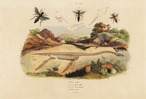 Egy kihalt plesiosaurus 4 fosszilis csontváza és a darazsak, Plesia fajok 1-3 alkotó: Unbekannt