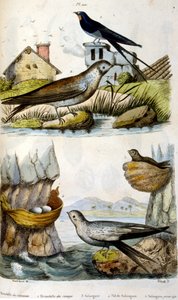 Franciául. Színes illusztráció. 1884 körüli dátummal. folyami és parti madarakat ábrázol. alkotó: Unbekannter Künstler