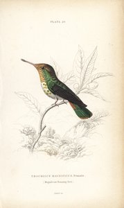 Fodros koktél, Lophornis magnificus, nőstény (Csodálatos kolibri, Trochilus magnificus). William Lizars kézzel színezett acélmetszete Sir William Jardine természettudós könyvtárából: Ornithology: Hummingbirds, Edinburgh, W.H. Lizars alkotó: Unbekannter Künstler