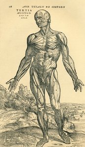 A férfi emberi test eleje, Andreas Vesalius egy anatómiai tanulmánya, amelyet eredetileg a De Humani Corporis Fabrica Libri Septemben (az emberi test szövetéről hét könyvben) publikáltak, Basel alkotó: Unknown