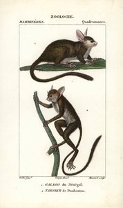Galago du Senegal és tarsier de Daubenton - Eau forte, Jean Gabriel Pretre (1780-1845), Carnonkel metszete, Frederic Cuvier természettudományi szótárához: emlősök, szerkesztette Pierre Jean Francois Turpin (1775-1840), kiadta F.G.Levrau. alkotó: Unbekannter Künstler