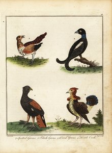 Vadmadarak: nyírfajd, nyírfajd, nyírfajd, nyírfajd, cserjés 1792 (metszet) alkotó: Unbekannter Künstler