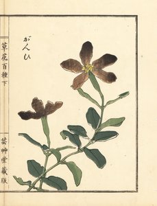 Ganpi vagy fogólepke, Lychnis fajok (szilén) Kézi színezésű fametszet Kono Bairei Kusa Bana Hyakushu (Százféle virág) című művéből. alkotó: Unbekannter Künstler
