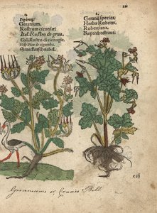 Geranium vagy darázsfű, Geranium species, és Herb Robert, Geranium robertianum. Adam Lonicer Krauterbuch, or Herbal, Frankfurt, Krauterbuch vagy Herbal című művének botanikai illusztrációjának kézzel színezett fametszete. alkotó: Unbekannter Künstler