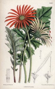 Gerbera jamesoni, a Transvaalban (Dél-Afrika) honos narancsvirág. Matilda Smith (1854-1926) rajza, John Nugent Fitch litográfiája a Curtis Botanical Magazine-ban, készítette Joseph Dalton Hooker, kiadó: L. Reeve and Co, London, Anglia. alkotó: Unbekannter Künstler