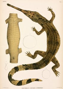Gharial, Indonézia alkotó: Unbekannter Künstler