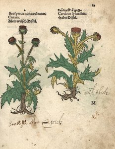 Articsóka, Cynara cardunculus var. scolymus, és vadgesztenye, Carduus sylvestris. Adam Lonicer Krauterbuch, avagy gyógynövény, Frankfurt, Krauterbuch vagy Herbal című művének botanikai illusztrációjának kézzel színezett fametszete. alkotó: Unbekannter Künstler