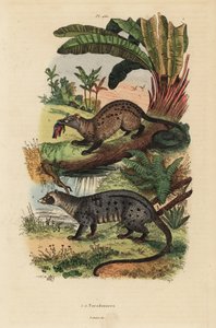 Aranypálma cibet, Paradoxurus zeylonensis 1 és ázsiai pálmacibet, Paradoxurus hermaphroditus 2 alkotó: Unbekannt