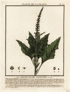 Jó-Henry király, Chenopodium bonus-henricus. alkotó: Unbekannter Künstler