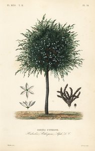 Szelim, Xylopia aethiopica, Habzelia aethiopica, Etióp Habzeli szemek alkotó: Unbekannt