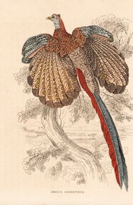 Nagy fácán, Argusianus argus (Argus giganteus). Kézzel színezett litográfia Georg Friedrich Treitschke természetrajzi galériájából, Naturhistorischer Bildersaal des Thierreiches, Liepzig. alkotó: Unbekannter Künstler
