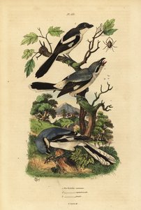 Szürke cickány, Lanius excubitor, szürkehátú fiskális, Lanius excubitoroides és fiskális cickány, Lanius collaris Pie Grieche commune, északi fiskális alkotó: Unbekannt