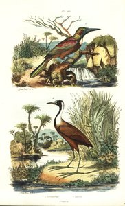 Nagy jacamar, Jacamerops aureus és északi jacana, Jacana spinosa alkotó: Unbekannt