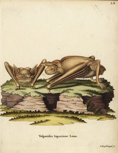 Nagy buldogdenevér, Noctilio leporinus. Vespertilio leporinus Linn. Johann Nussbiegel kézzel készített rézmetszete Johann Christian Daniel Schreber: Animal Illustrations after Nature, or Schreber