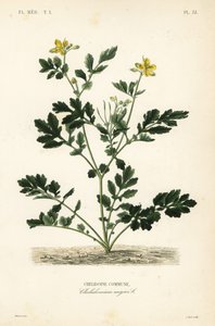 Nagy celandin, Chelidonium majus, Chelidoine alkotó: Unbekannt