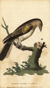 Nagyobb mézkalauz, indikátor jelző. ,1800 (metszet) alkotó: Unbekannter Künstler