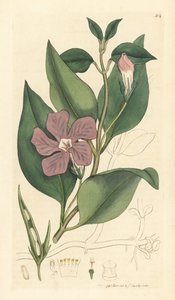 Vinca major (grande periwinkle) Kézzel színezett rézmetszet James Sowerby rajza után James Smith angol botanikájához készült rajz alapján. alkotó: Unbekannter Künstler
