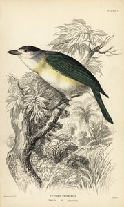 Zöldhátú cincér, Pachyramphus viridis (Cuvier-féle cincér, Pachyrhynchus cuvierii). William Lizars kézzel színezett acélmetszete William Swainson illusztrációja után Sir William Jardine Naturalist