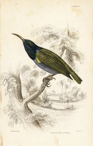 Zöldfejű napraforgó (Alsó-Guinea), Cyanomitra verticalis cyanocephala (olajbogyós napraforgó, Cinnyris chloronotus). William Lizars kézzel színezett acélmetszete William Swainson után Sir William Jardine Naturalist