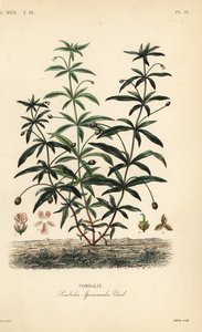Zöldlila vagy púpos virág, Hybanthus calceolaria, Pombalia ipecacuanha, Pombalie alkotó: Unbekannt