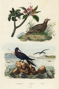 Szürkeszárnyú frankolin, Scleroptila afra 2, nagy fregattmadár, Fregata minor 3 és vörös frangipáni, Plumeria rubra 1 alkotó: Unbekannt