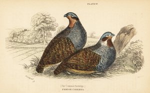 Szürke fogoly, Perdix perdix. 1889 (metszet) alkotó: Unbekannter Künstler