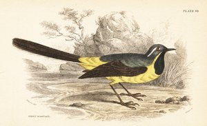 Szürke béklyó, Motacilla cinerea. 1889 (metszet) alkotó: Unbekannter Künstler