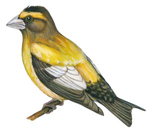 Gros bec errant - Esti tökfej (Coccothraustes vespertines) alkotó: Unbekannter Künstler