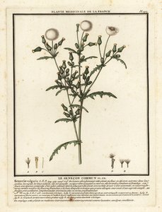 Groundsel, Senecio vulgaris. alkotó: Unbekannter Künstler