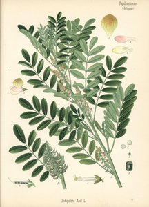 Guatemalai indigó vagy kislevelű indigó, Indigofera suffruticosa (Indigofera anil). Kromolitográfia Hermann Adolph Koehler Gyógynövények című, Gustav Pabst által szerkesztett művének botanikai illusztrációja után, Koehler, Németország. alkotó: Unbekannter Künstler
