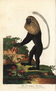 Angolai guereza vagy angolai fekete-fehér kolobusz - angolai kolobusz, Colobus angolensis. Telitalpú majom, nevét a telitalpú parókára való hasonlóságáról kapta. J. Pass kézzel készített rézmetszete Johann Jakob Ihle illusztrációja után, Eb-ről. alkotó: Unbekannter Künstler