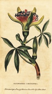 Guyanai gesztenye, Pachira aquatica. ,1800 (metszet) alkotó: Unbekannter Künstler