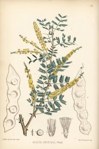 Arab gumi, verek vagy hashab gumi, Acacia senegal. Hanhart kézi színezésű litográfiája David Blair botanikai illusztrációja után, Robert Bentley és Henry Trimen: Medicinal Plants, London. alkotó: Unbekannter Künstler