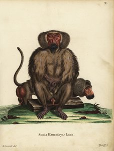 Hamadryas pávián, Papio hamadryas. Simia hamadryas Linn. Tyroff kézi rézmetszete George Edwards illusztrációja után, Johann Christian Daniel Schreber: Animal Illustrations after Nature, or Schreber