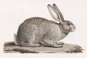 Hare Egyiptomból alkotó: Unbekannt