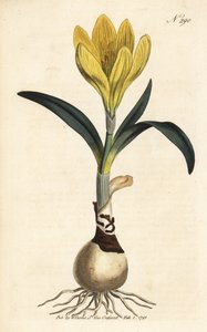 Arató - Őszi nárcisz, Sternbergia lutea (sárga amarillisz, Amaryllis lutea) - Kézzel színezett rézmetszet William Curtis